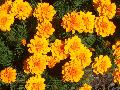 Durango Gold Marigold / Tagetes patula 